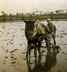 Pløying av rismark, ca. 1900 (albumfoto)